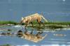 Black-backed Jackal :: Schabrackenschakal