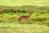 Black-backed Jackal :: Schabrackenschakal