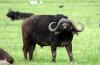 Buffalo :: Wasserbffel