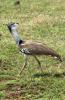 Kori Bustard :: Riesentrappe