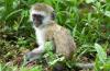 Vervet Monkey :: Grnmeerkatze