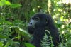 Berggorilla :: Mountain Gorilla