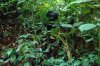 Berggorilla :: Mountain Gorilla