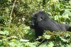 Berggorilla :: Mountain Gorilla