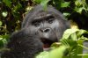 Mountain Gorilla