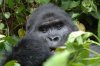 Berggorilla :: Mountain Gorilla