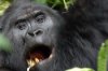 Berggorilla :: Mountain Gorilla