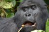 Berggorilla :: Mountain Gorilla