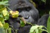 Berggorilla :: Mountain Gorilla