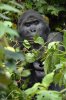 Berggorilla :: Mountain Gorilla