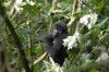 Mountain Gorilla