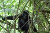 Berggorilla :: Mountain Gorilla