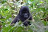 Berggorilla :: Mountain Gorilla