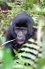 Berggorilla :: Mountain Gorilla