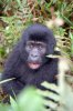 Berggorilla :: Mountain Gorilla