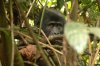 Berggorilla :: Mountain Gorilla