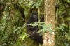 Berggorilla :: Mountain Gorilla