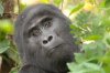 Berggorilla :: Mountain Gorilla