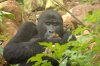 Berggorilla :: Mountain Gorilla