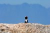 African Penguin :: Brillenpinguin