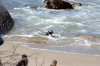 African Penguin :: Brillenpinguin