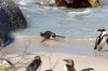 African Penguin :: Brillenpinguin