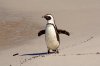 African Penguin :: Brillenpinguin