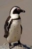 African Penguin :: Brillenpinguin