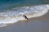 African Penguin :: Brillenpinguin