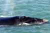 Southern Right Whale :: Sdkaper oder Glattwal