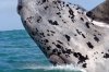 Southern Right Whale :: Sdkaper oder Glattwal