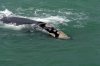Southern Right Whale :: Südkaper oder Glattwal