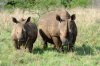 White Rhino or White Rhinoceros :: Breitmaulnashorn