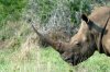 White Rhino or White Rhinoceros :: Breitmaulnashorn