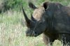 White Rhino or White Rhinoceros :: Breitmaulnashorn