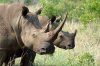 White Rhino or White Rhinoceros :: Breitmaulnashorn