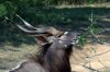 Nyala