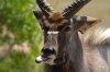 Nyala