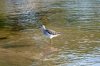 Wood Sandpiper :: Bruchwasserlufer