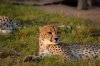 Cheetah :: Gepard