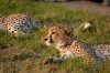 Cheetah :: Gepard