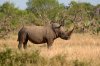 White Rhino or White Rhinoceros :: Breitmaulnashorn