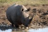 White Rhino or White Rhinoceros :: Breitmaulnashorn