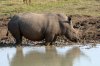 White Rhino or White Rhinoceros :: Breitmaulnashorn