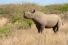 Black Rhino or Black Rhinoceros :: Spitzmaulnashorn