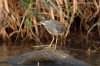Green-backed Heron :: Mangrovenreiher