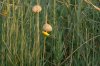 Lesser Masked Weaver :: Cabanisweber