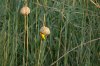 Lesser Masked Weaver :: Cabanisweber