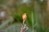 Malachite Kingfisher :: Malachiteisvogel oder Haubenzwergfischer