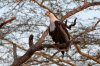 African Fish Eagle :: Schreiseeadler